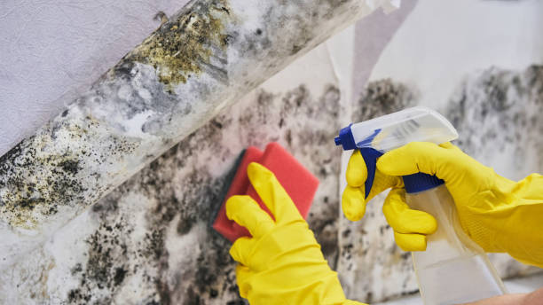 Best Preventive Mold Services in Luck, WI